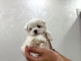 Mini Boy Maltese Bebekler