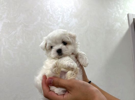 Mini Boy Maltese Bebekler görsel