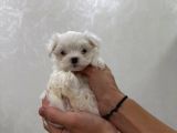 Mini Boy Maltese Bebekler