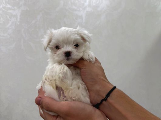 Mini Boy Maltese Bebekler görsel