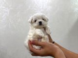 Mini Boy Maltese Bebekler