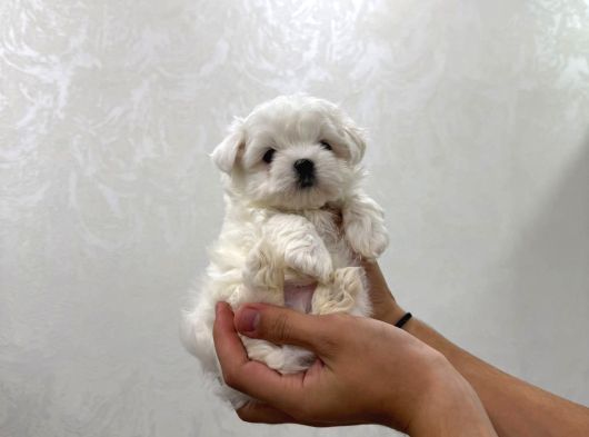 Mini Boy Maltese Bebekler görsel