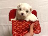 Mini boy maltese bebekler