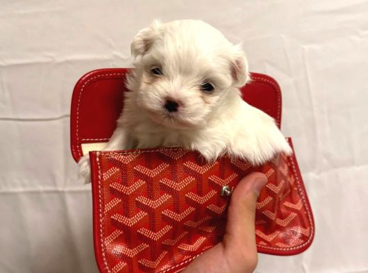 Mini Boy Maltese Bebekler
