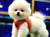Kar beyaz Safkan Pomeranian boo yavrular