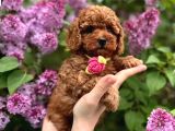 Toy Poodle 2 buçuk aylık