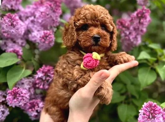 Toy Poodle 2 Buçuk Aylık
