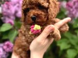 Toy Poodle 2 Buçuk Aylık