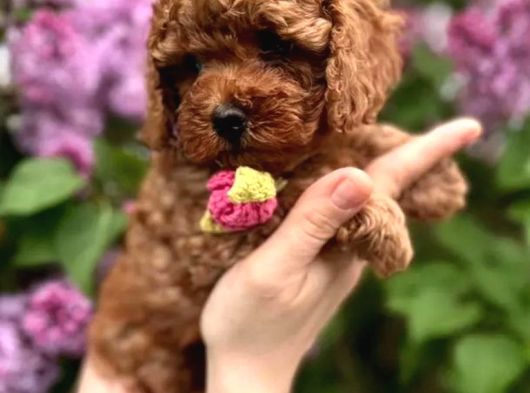 Toy Poodle 2 Buçuk Aylık görsel