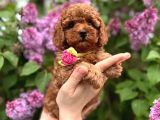 Toy Poodle 2 Buçuk Aylık