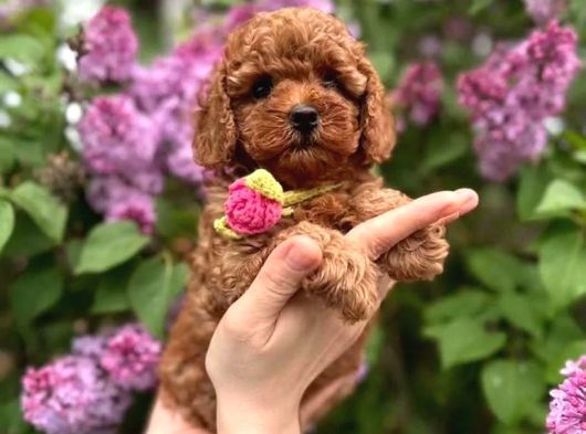 Toy Poodle 2 Buçuk Aylık görsel