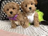 Kore Maltipoo Tuvalet Eğtimli