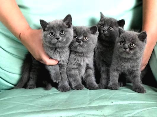 Kedi̇ci̇den Renk Renk British Shorthair Yavrulari Ankara görsel