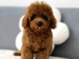 Minimum Boy Maximum Sevgi Toy Poodle Yavrumuz