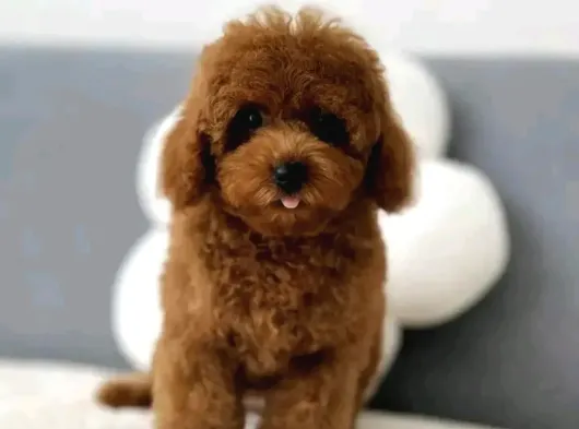 Minimum Boy Maximum Sevgi Toy Poodle Yavrumuz görsel