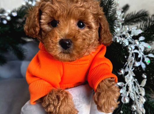Aşıları Tam Teslime Hazır Orjinal ToyPoodle