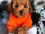 Aşıları Tam Teslime Hazır Orjinal Toypoodle