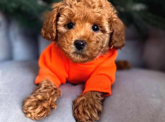 Aşıları Tam Teslime Hazır Orjinal Toypoodle görsel