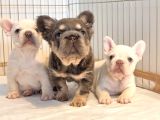 Türkiye Tek Bigrope Fluffy French Bulldog Yavrular