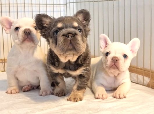 Türkiye Tek Bigrope Fluffy French Bulldog Yavrular görsel