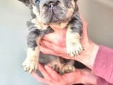 Türkiye Tek Bigrope Fluffy French Bulldog Yavrular