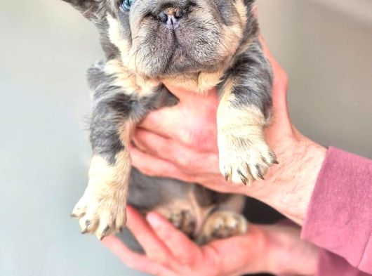 Türkiye Tek Bigrope Fluffy French Bulldog Yavrular görsel