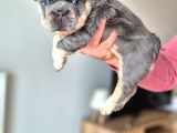Türkiye Tek Bigrope Fluffy French Bulldog Yavrular