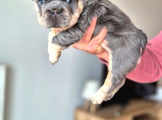 Türkiye Tek Bigrope Fluffy French Bulldog Yavrular görsel