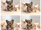 Türkiye Tek Bigrope Fluffy French Bulldog Yavrular