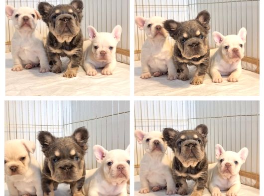 Türkiye Tek Bigrope Fluffy French Bulldog Yavrular görsel