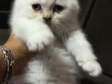 Pamuk Prens Safkan British Shorthair Bebek