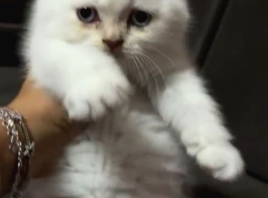 Pamuk Prens Safkan British Shorthair Bebek görsel