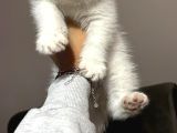 Pamuk Prens Safkan British Shorthair Bebek