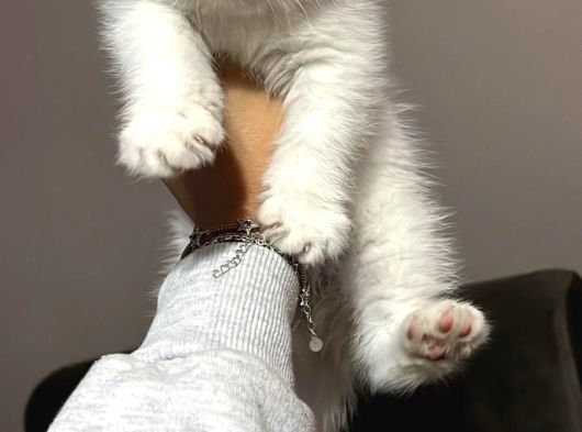 Pamuk Prens Safkan British Shorthair Bebek görsel