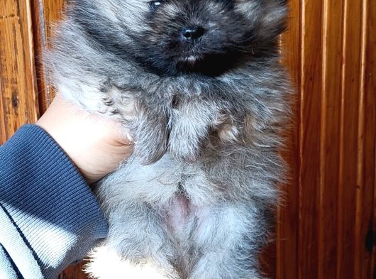 Teacup Pom