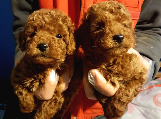Gerçek Orji̇nal Toy Poodle Yavrular