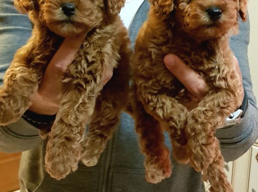 Gerçek Orji̇nal Toy Poodle Yavrular görsel