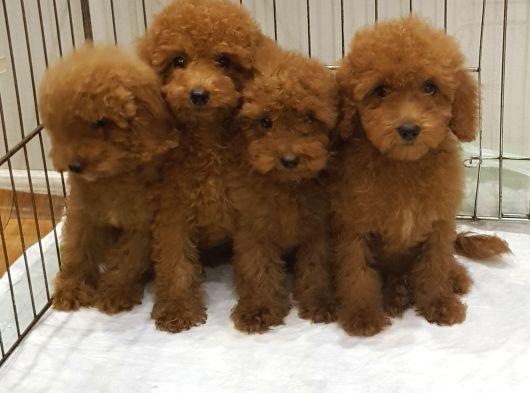 Gerçek Orji̇nal Toy Poodle Yavrular görsel