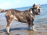 Merle cane corso yavruları