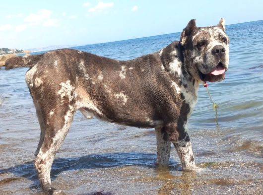 Merle Cane Corso Yavruları