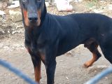 Genç Dobermanlar