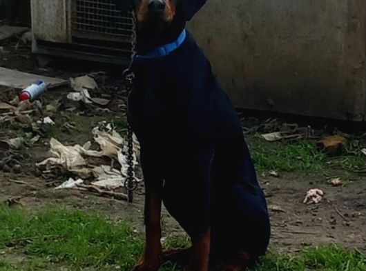 Genç Dobermanlar görsel