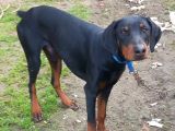 Genç Dobermanlar