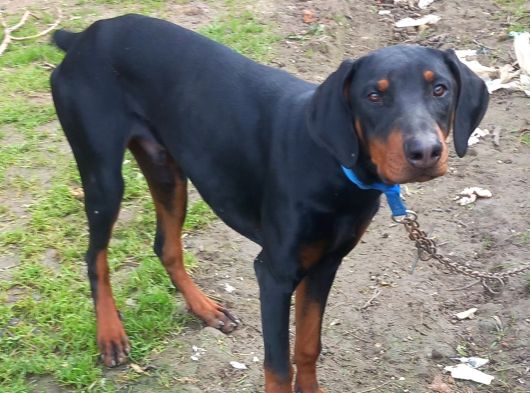 Genç Dobermanlar görsel