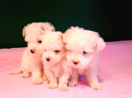 Kar Topu Malti̇poo Yavrular görsel