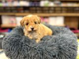 Orj Babyface Maltipoo Bebeklerimiz