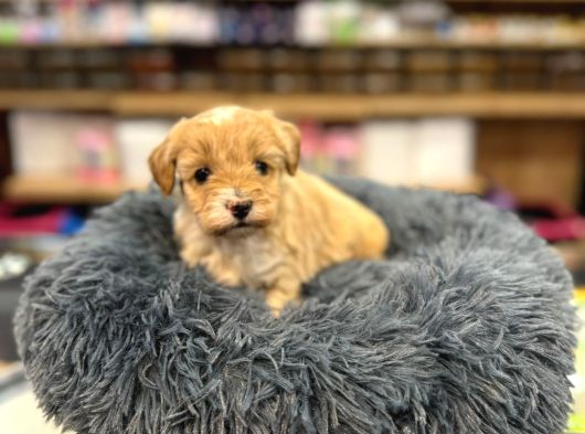 Orj Babyface Maltipoo Bebeklerimiz
