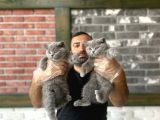 Kedi̇ci̇den Renk Renk British Shorthair Yavrulari Ankara