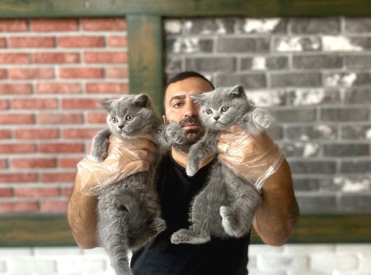 Kedi̇ci̇den Renk Renk British Shorthair Yavrulari Ankara görsel