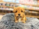 Orj Babyface Maltipoo Bebeklerimiz